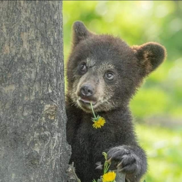 Meet your Posher, Dusty - Picture 2 of 2